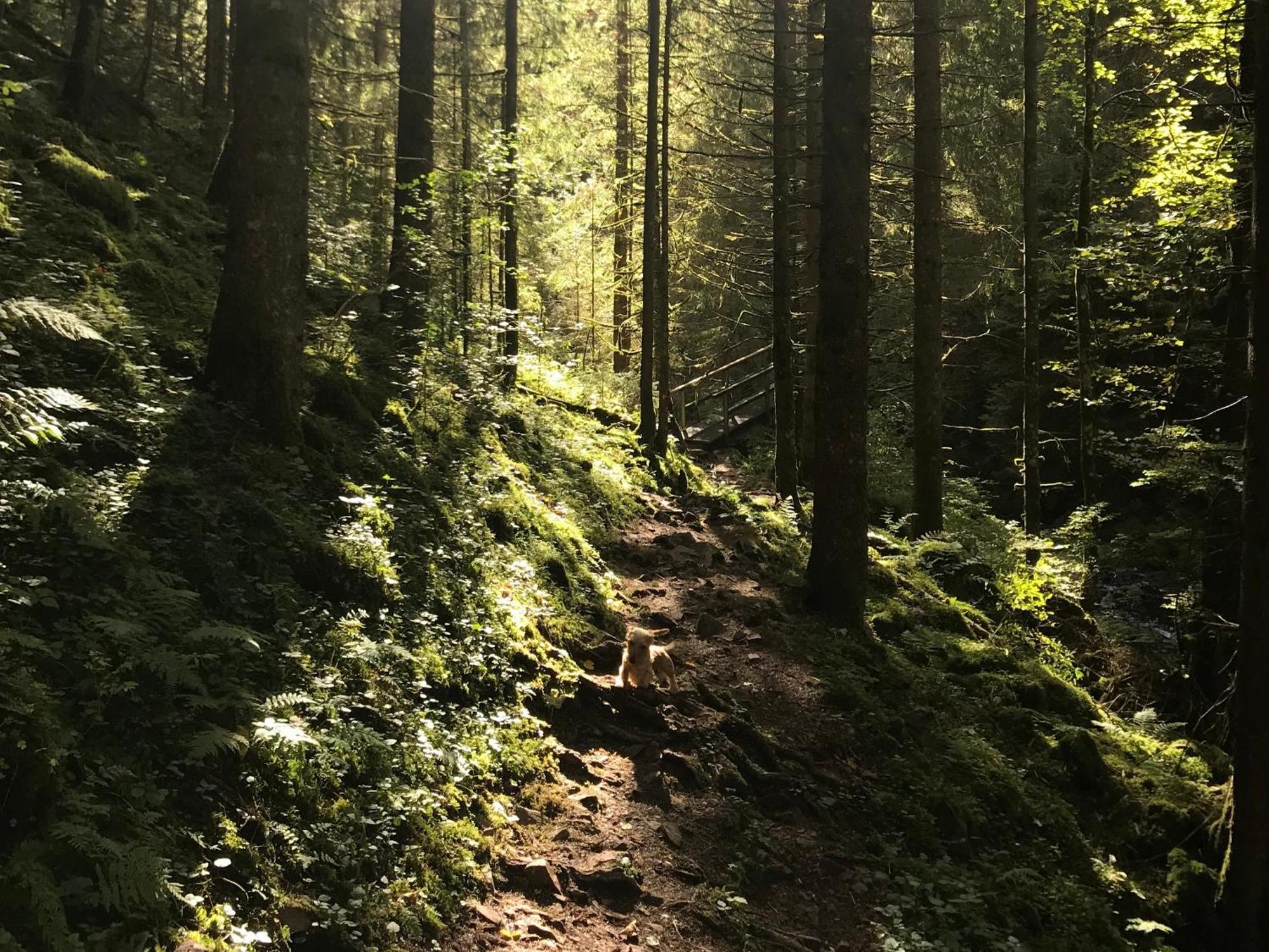 Ferienhaus Robin Titisee-Neustadt Eksteriør billede
