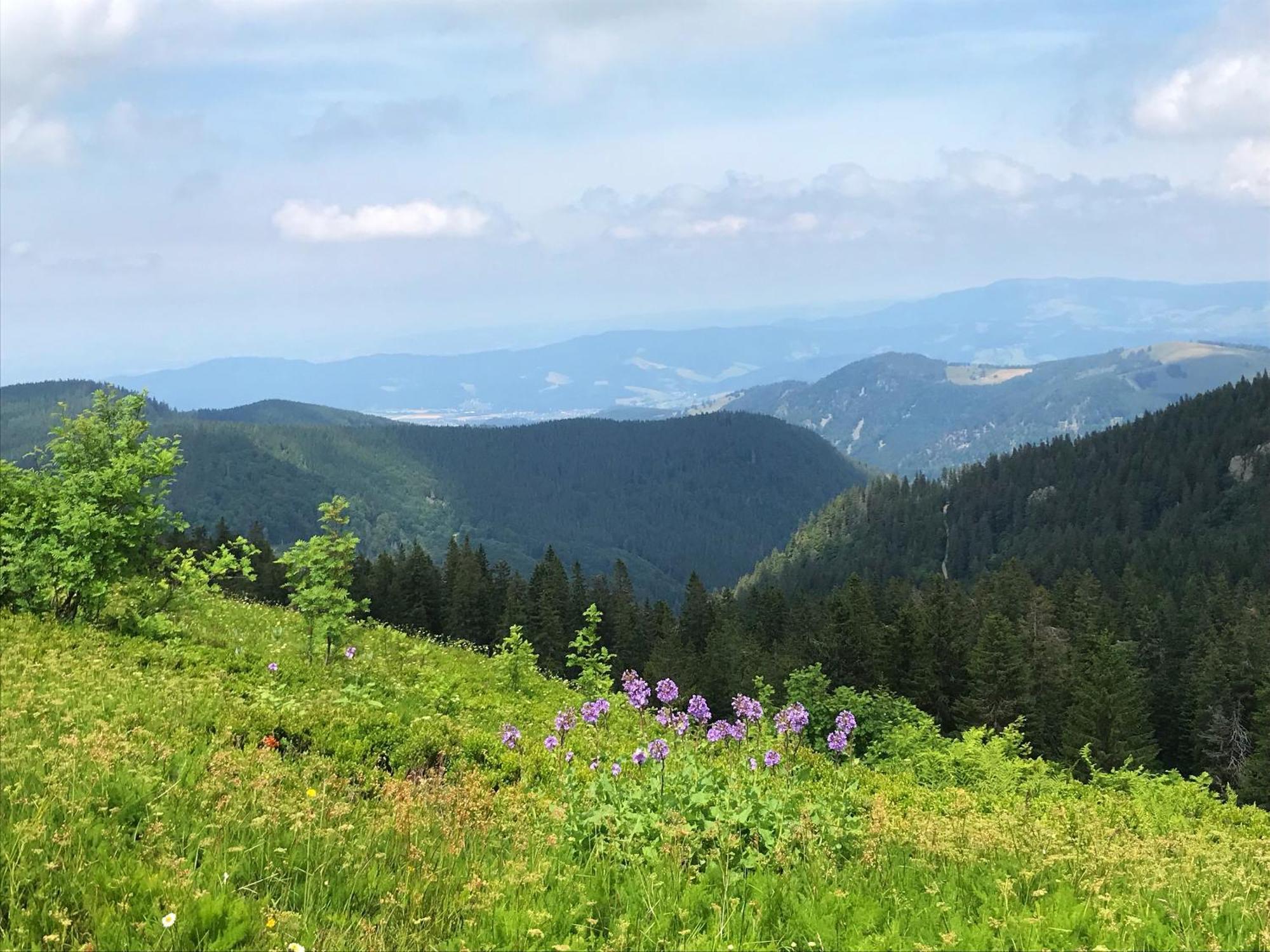 Ferienhaus Robin Titisee-Neustadt Eksteriør billede